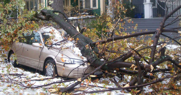 tree fell on car