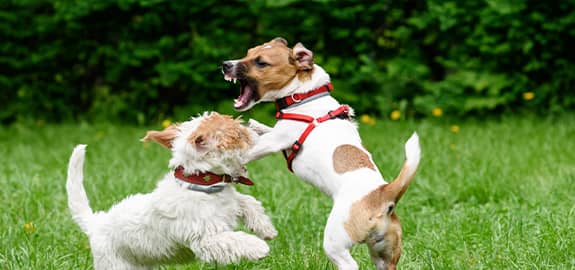 two dogs fighting